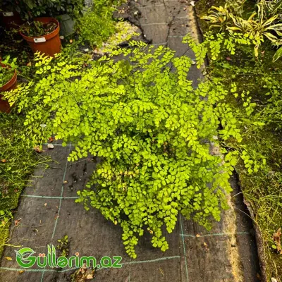 Adiantum / Venera Saçı