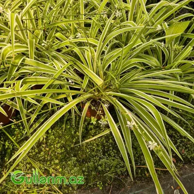 Xlorofitum / Hörümçək Bitkisi (Chlorophytum comosum)