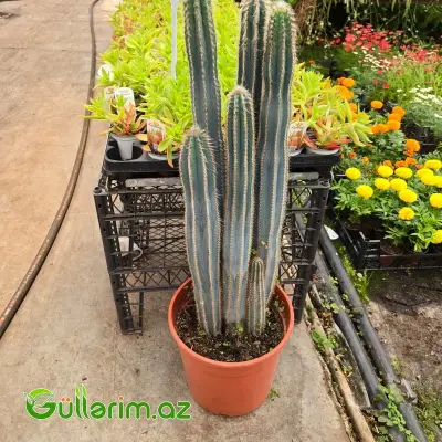 Pilosocereus / Mavi Kaktus