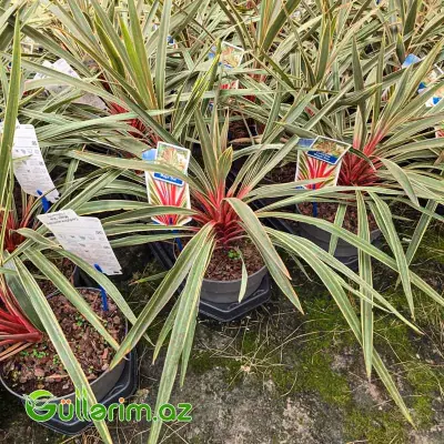 Kordilina Magic Star (Cordyline australis 'Magic Star')