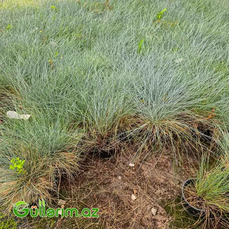 Mavi Qazon Ot / Festuka (Festuca glauca)