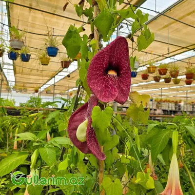 Aristoloxia / Aristolochia gigantea (Aristolochia gigantea)