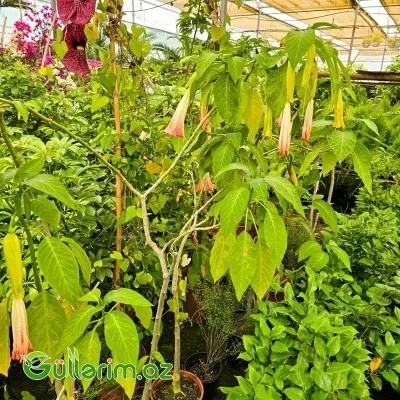 Bruqmansiya / "Mələk Borusu" (Brugmansia)
