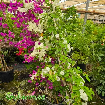 Begonvil / Zakkum / Qonşuçatladan (Bougainvillea)