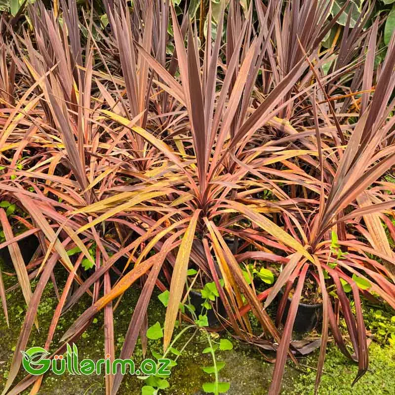 Kordilina Magic Star (Cordyline australis 'Magic Star')