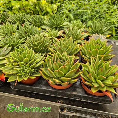 Sukulent (Yaşıl Echeveria)
