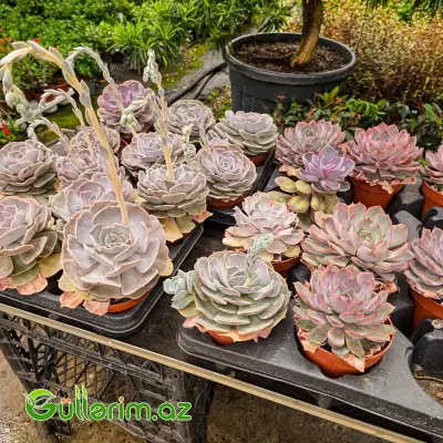 Sukulent (Bənövşəyi Echeveria)