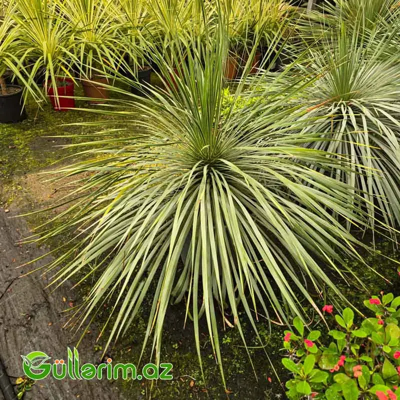 Yucca Rostrata / Mavi Yukka