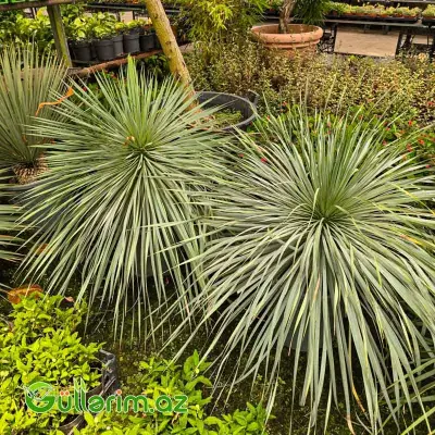 Yucca Rostrata / Mavi Yukka