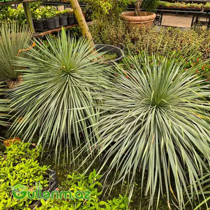 Yucca Rostrata / Mavi Yukka