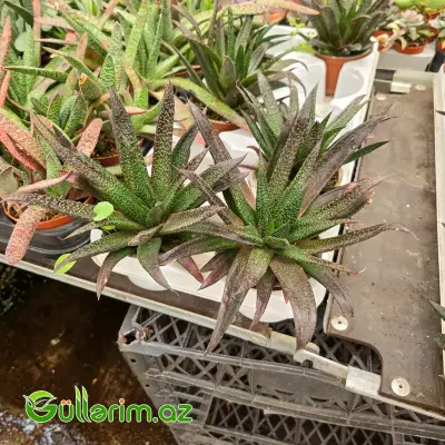 Xavortiya Xibrid / Xavortiya Qasteriya (Gasteraloe / Haworthia Hybrid)