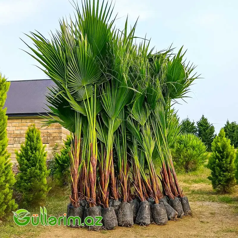 Vaşinqtoniya Palması (Washingtonia)