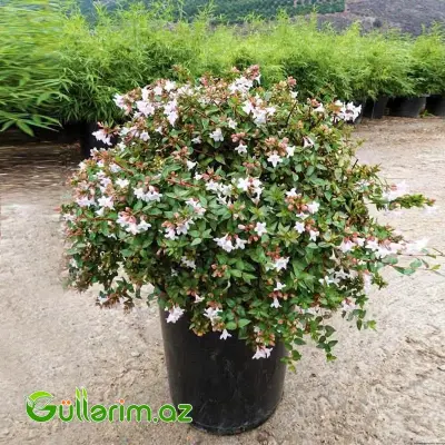 Abeliya / Abelia grandiflora