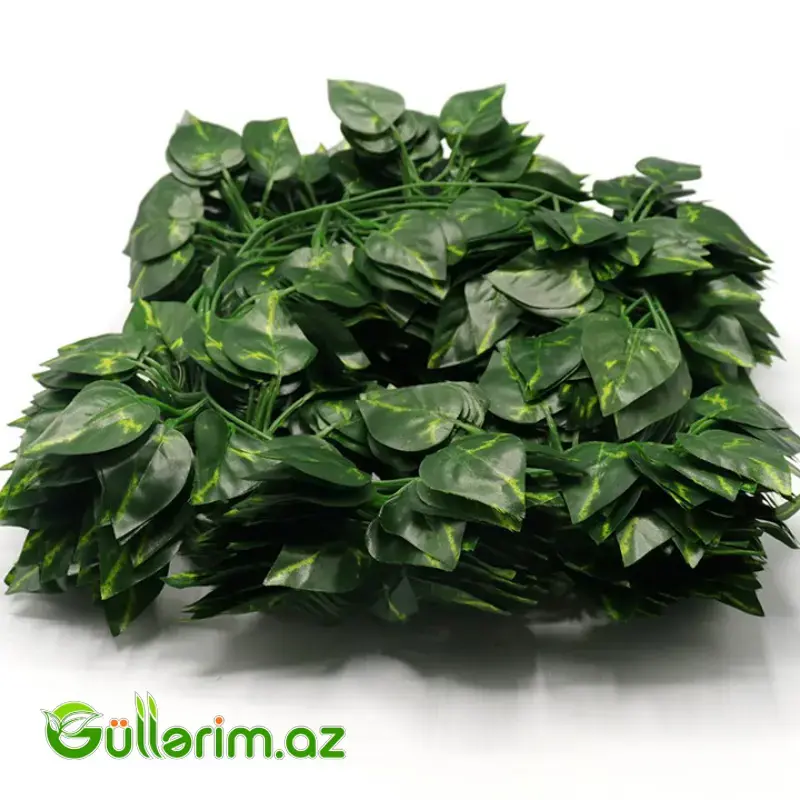 Dekorativ Sarmaşıq