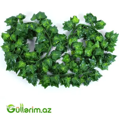 Dekorativ Sarmaşıq