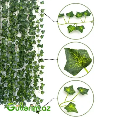 Dekorativ Sarmaşıq