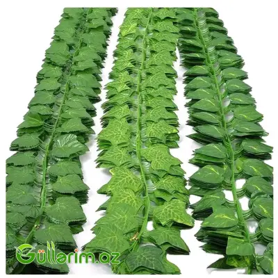 Dekorativ Sarmaşıq