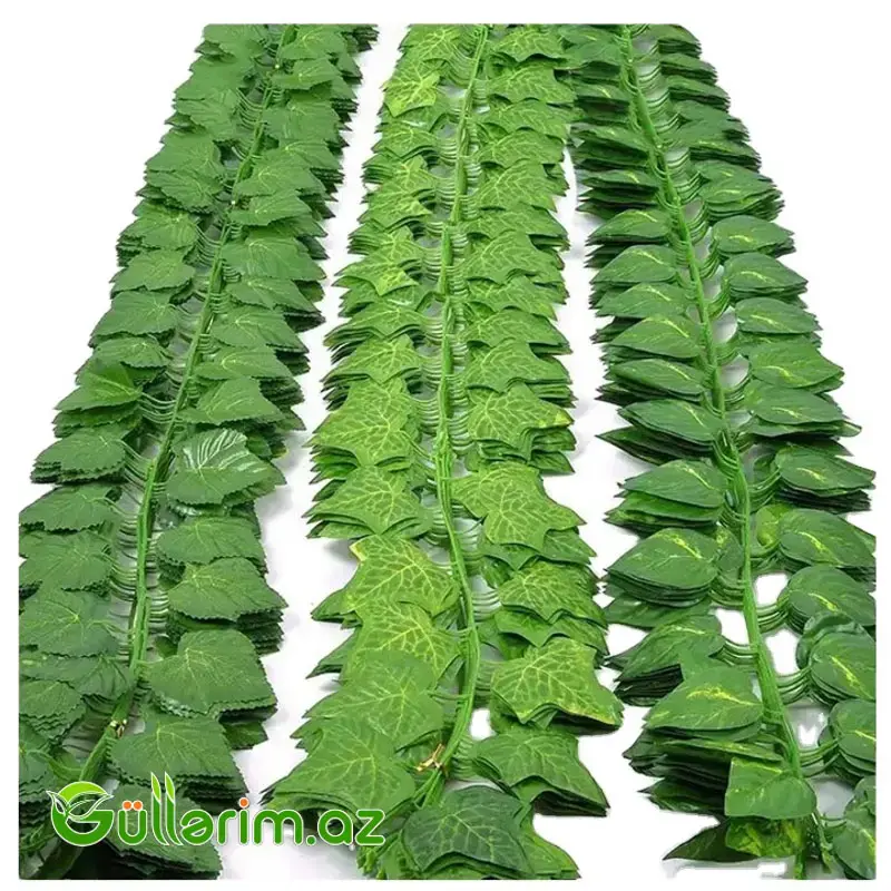 Dekorativ Sarmaşıq