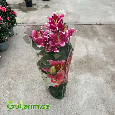 Dibçək Liliyası / Şərq Liliyası