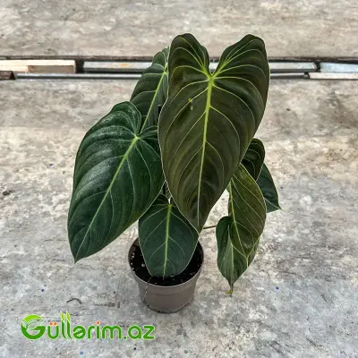 Filodendron Melanochrysum / Məxməri Filodendron
