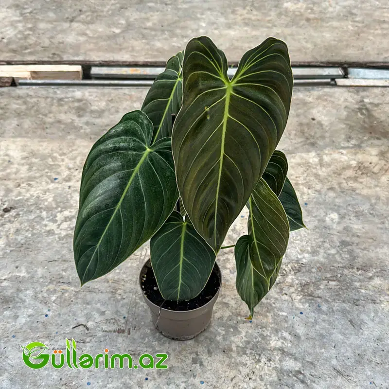 Filodendron Melanochrysum / Məxməri Filodendron