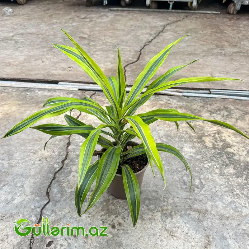 Dracaena Limon Lime