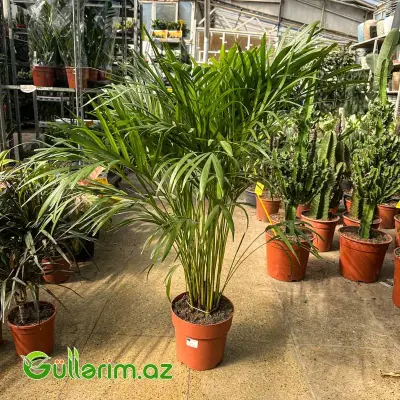 Areka Palması / Areka (Dypsis lutescens / Chrysalidocarpus lutescens)