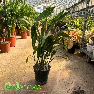 Aspidistra Milky Way / Ulduzlu Aspidistra
