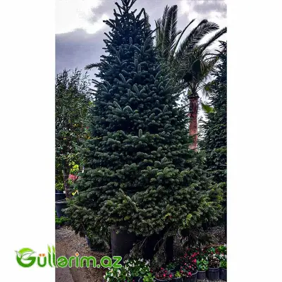Qafqaz Ağ Şamı (Abies Nordmanniana)