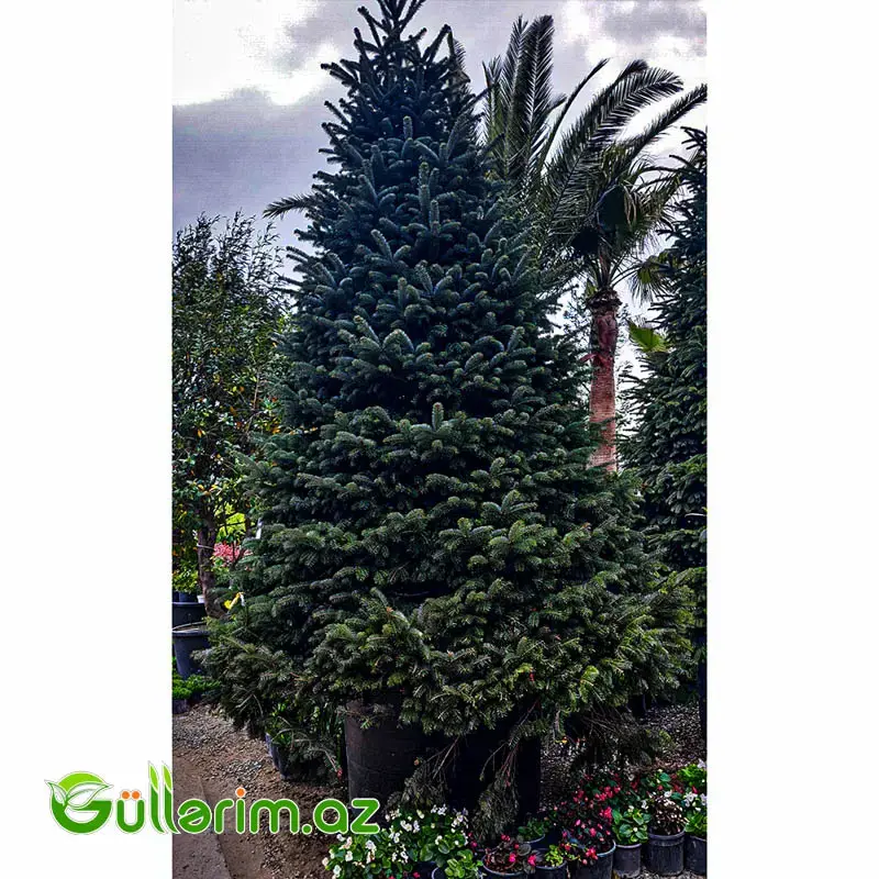 Qafqaz Ağ Şamı (Abies Nordmanniana)