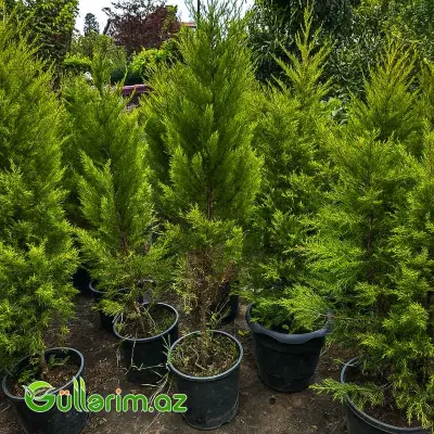 Limon Sərvi (Cupressus macrocarpa 'Goldcrest')