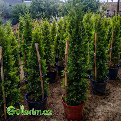 Leyland Sərvidir (Cupressocyparis leylandii)