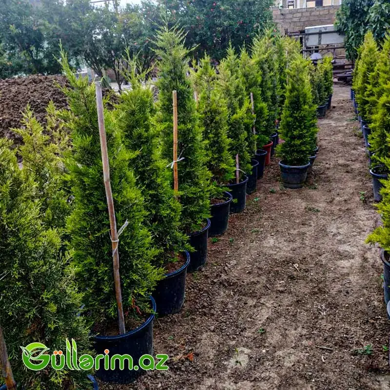 Leyland Sərvidir (Cupressocyparis leylandii)