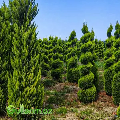 Spiral Leyland Sərvi (Cupressocyparis leylandii "Spiral")