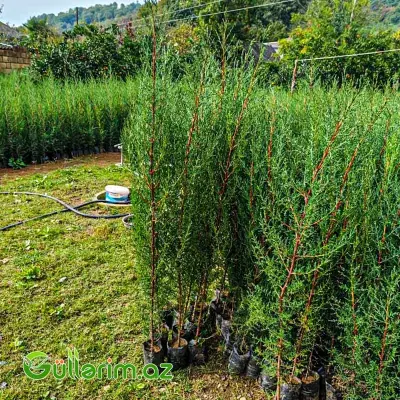 Piramidal Sərv (Cupressus sempervirens 'Pyramidalis')