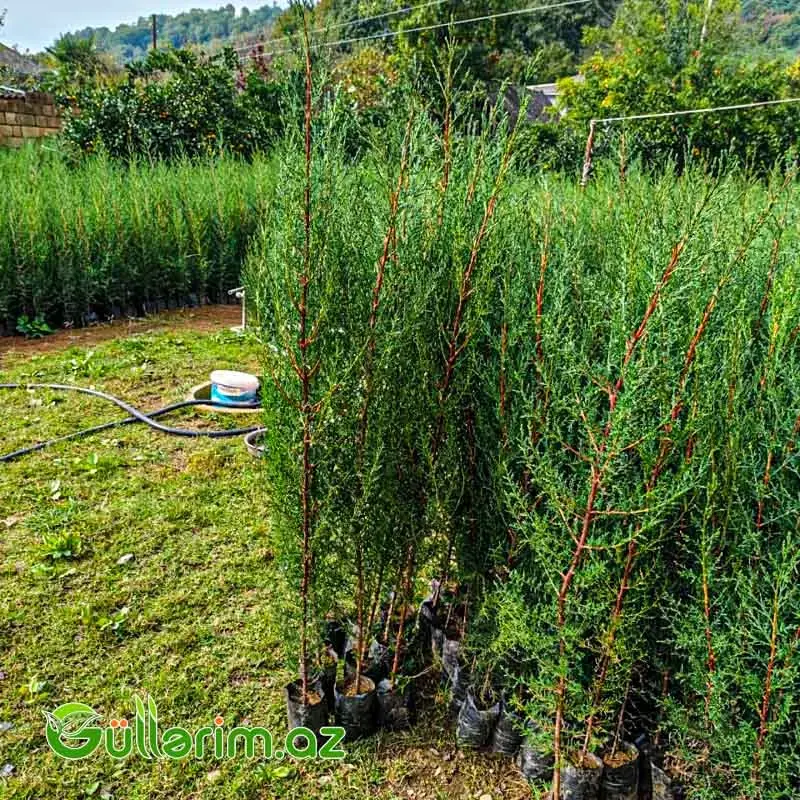 Piramidal Sərv (Cupressus sempervirens 'Pyramidalis')