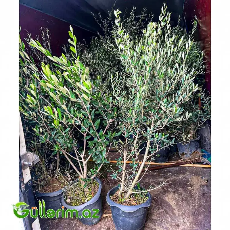 Zeytun Ağacı (Olea europaea)