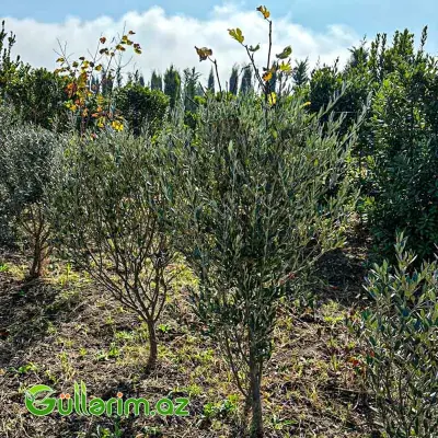 Zeytun Ağacı (Olea europaea)