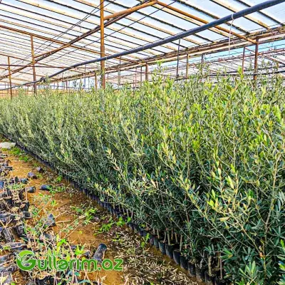 Zeytun Ağacı (Olea europaea)