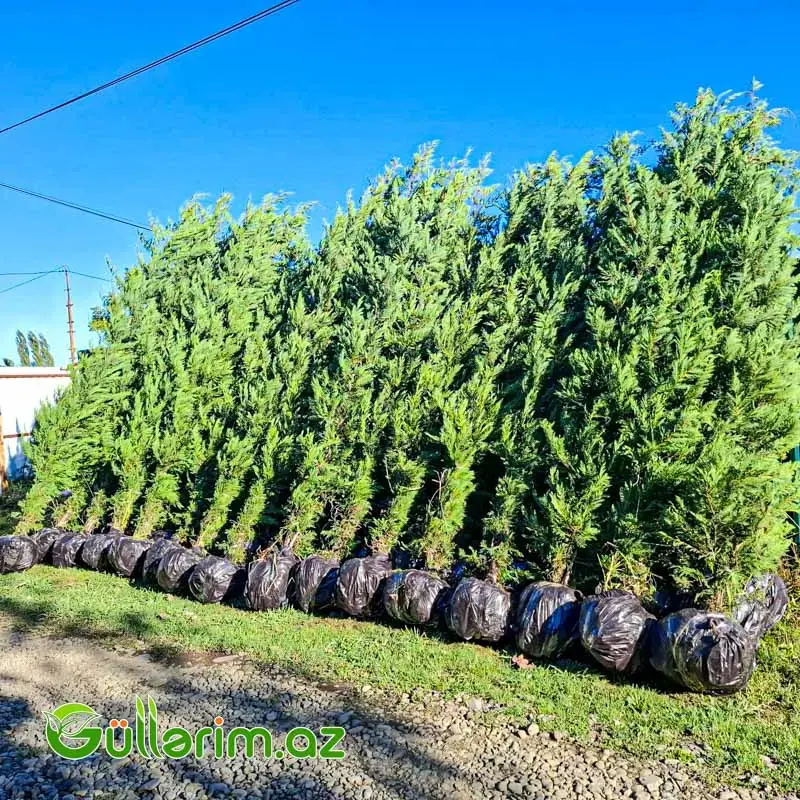 Leyland Sərvi (Cupressocyparis leylandii)