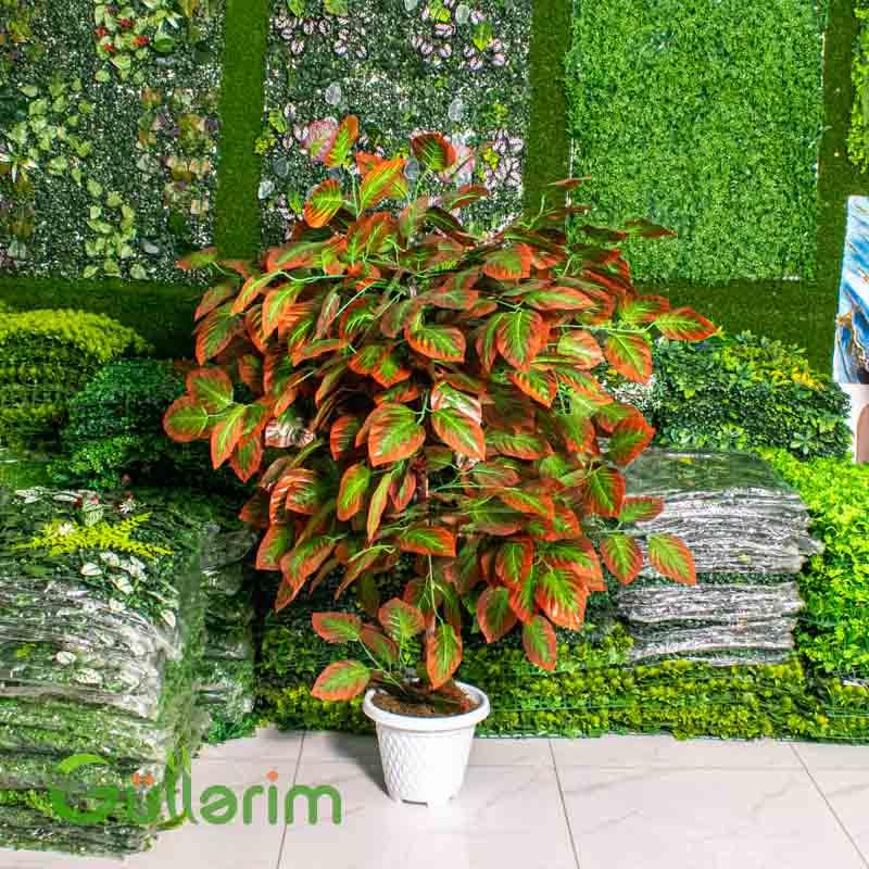 Süni Kroton (Croton) Bitkisi