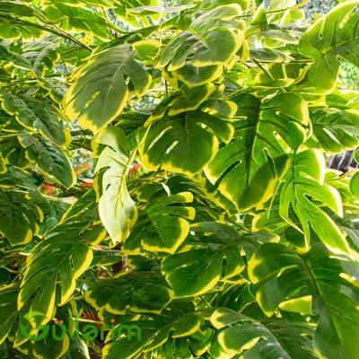 Süni Monstera Bitkisi