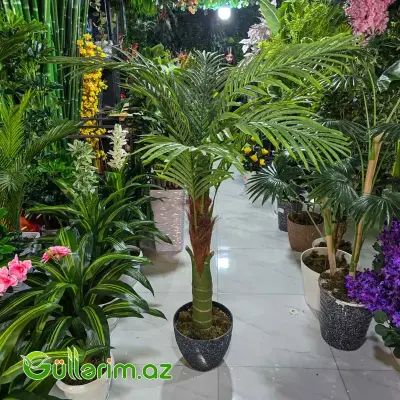 reka Palması (Areca Palm)