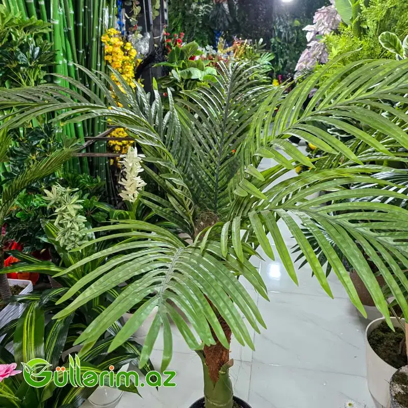 reka Palması (Areca Palm)
