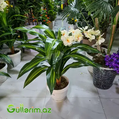 Drasena (Dracaena / Dəmir ağacı)