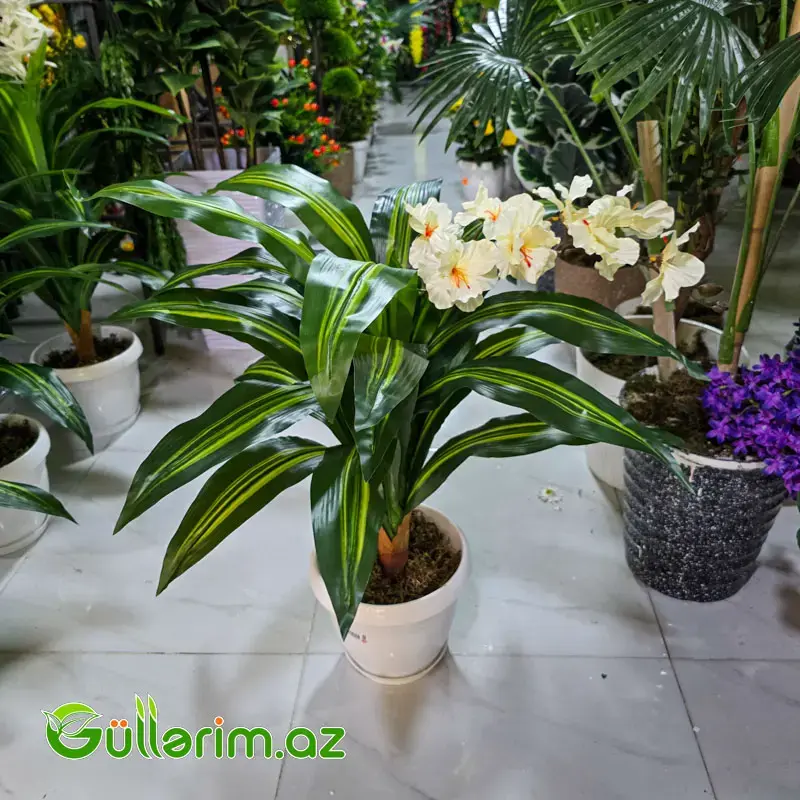 Drasena (Dracaena / Dəmir ağacı)