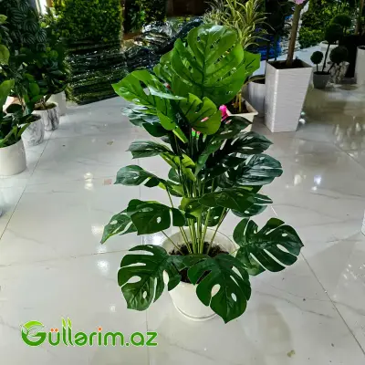 Süni Monstera (Dəvədabanı)