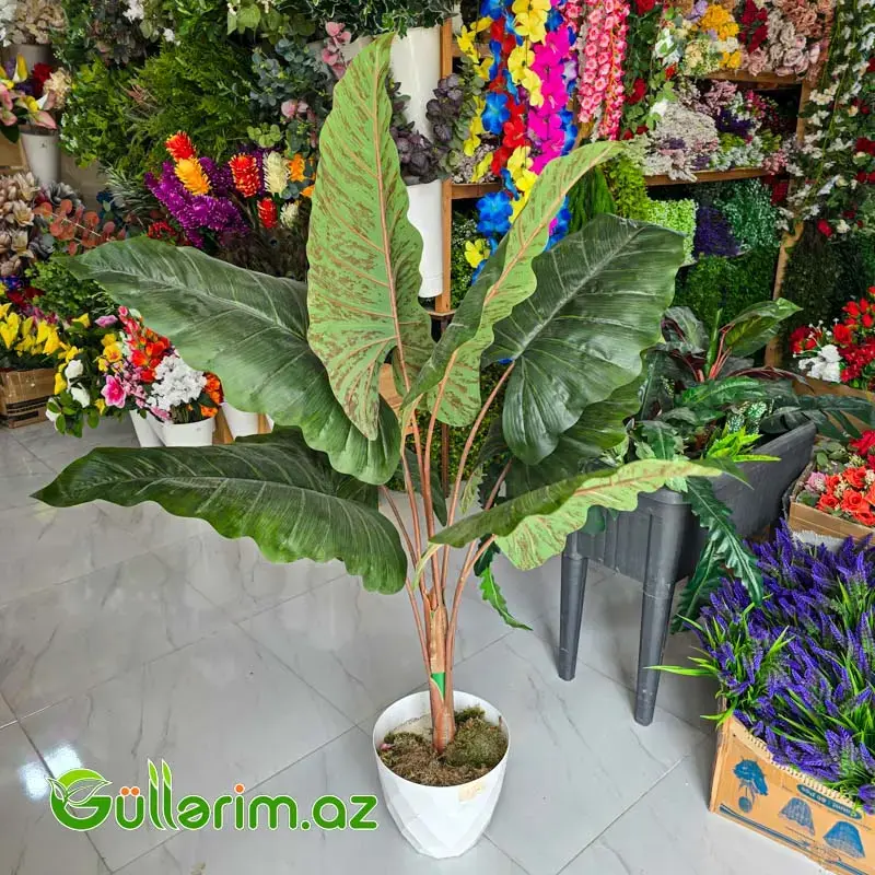 Süni Alokaziya (Alocasia)
