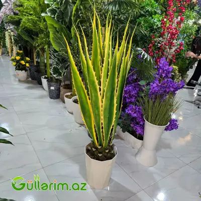 Süni Aloye (Aloe Vera)