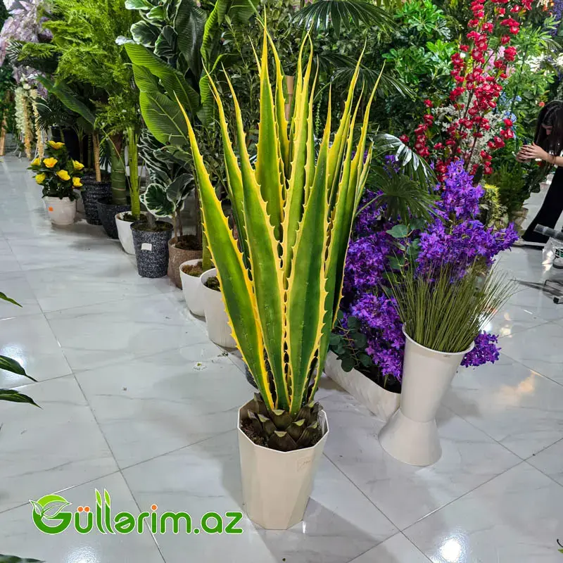 Süni Aloye (Aloe Vera)